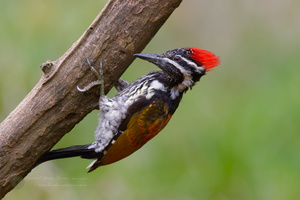 black-rumped flameback (Dinopium benghalense)04