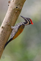 black-rumped flameback (Dinopium benghalense)03