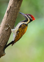 Black-rumped-Flameback-(Dinopium-benghalense)