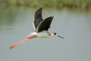 black-winged-stilt-(Himantopus-himantopus)