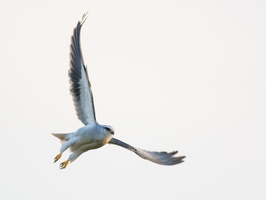 black-winged-kite-(Elanus-caeruleus)