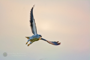 Black-winged Kite (Black-shouldered Kite)