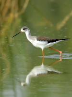 black-winged-stilt-(Himantopus-himantopus)02