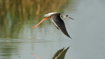 black-winged-stilt-(Himantopus-himantopus)01