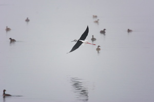 black-winged-stilt-(Himantopus-himantopus)03