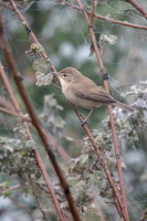 Blyth's reed warbler (Acrocephalus dumetorum)