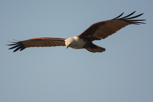 brahminy-kite-(Haliastur-indus)
