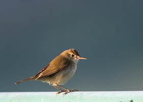 booted-warbler-(Iduna-caligata)