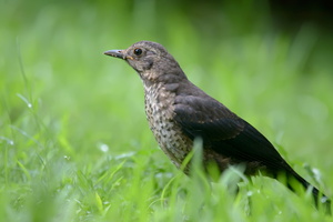 Chinese-blackbird-(Turdus-mandarinus)01