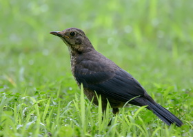 Chinese-blackbird-(Turdus-mandarinus)