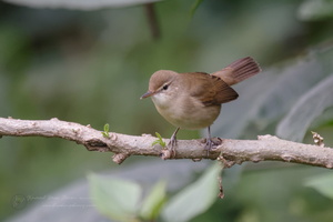 Clamorous Reed Warbler (Acrocephalus stentoreus)