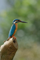 common kingfisher (Alcedo atthis)01