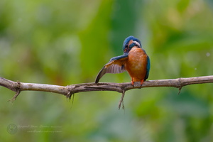 common kingfisher (Alcedo atthis)02