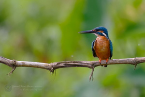 common kingfisher (Alcedo atthis)03