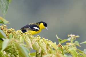 common-iora-(Aegithina-tiphia)
