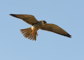 Common-kestrel-(Falco-tinnunculus)