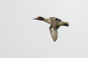 Common-teal-(Anas-crecca)01
