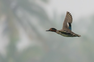 Common-teal-(Anas-crecca)02