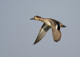 Common-teal-(Anas-crecca)