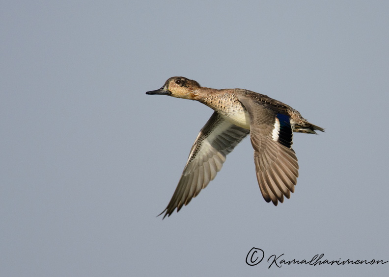 Common-teal-(Anas-crecca).jpg