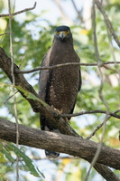 Crested Serpent Eagle (Spilornis cheela) (1)