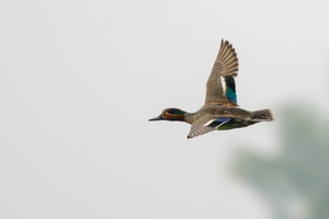 Common-teal-(Anas-crecca)03