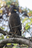 Crested Serpent Eagle (Spilornis cheela) (2)