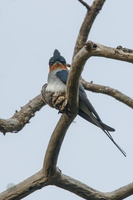 Crested Treeswift (Hemiprocne coronata) (1)