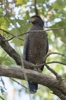 Crested Serpent Eagle (Spilornis cheela) (3)