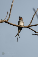 Crested Treeswift (Hemiprocne coronata) (2)