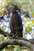 Crested-serpent-eagle-(Spilornis-cheela)