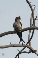 Crested Treeswift (Hemiprocne coronata) (3)