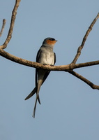 crested-treeswift-(Hemiprocne-coronata)-02