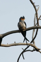 crested-treeswift-(Hemiprocne-coronata)