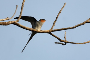 crested-treeswift-(Hemiprocne-coronata)-01