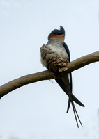 crested-treeswift-(Hemiprocne-coronata)-04