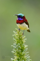 Crimson-backed Sunbird (Leptocoma minima) (1)