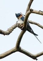 crested-treeswift-(Hemiprocne-coronata)-03