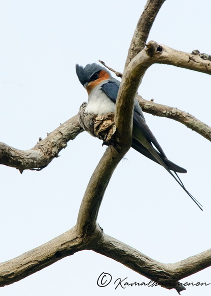 crested-treeswift-(Hemiprocne-coronata)-03.jpg