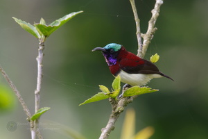 Crimson-backed Sunbird (Leptocoma minima) (2)