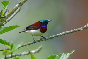Crimson-backed Sunbird (Leptocoma minima) (3)