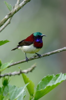 Crimson-backed Sunbird (Leptocoma minima) (4)