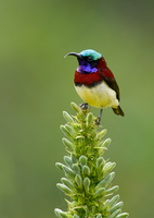 crimson-backed-sunbird-(Leptocoma-minima)