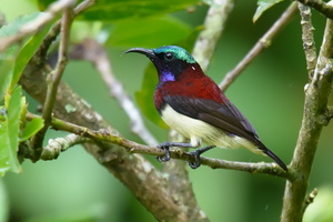 crimson-backed-sunbird-(Leptocoma-minima)02