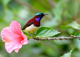 crimson-backed-sunbird-(Leptocoma-minima)01