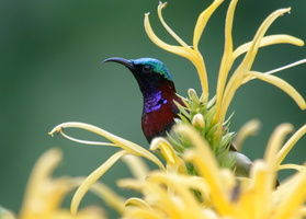 crimson-backed-sunbird-(Leptocoma-minima)05