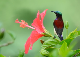 crimson-backed-sunbird-(Leptocoma-minima)04