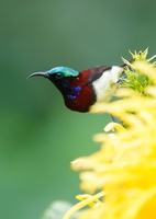 crimson-backed-sunbird-(Leptocoma-minima)03