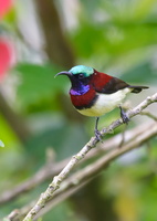 crimson-backed-sunbird-(Leptocoma-minima)06