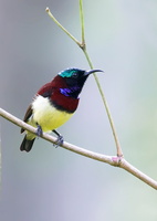 crimson-backed-sunbird-(Leptocoma-minima)08